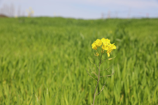 油菜花麦田