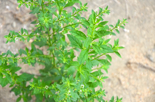 野甘草