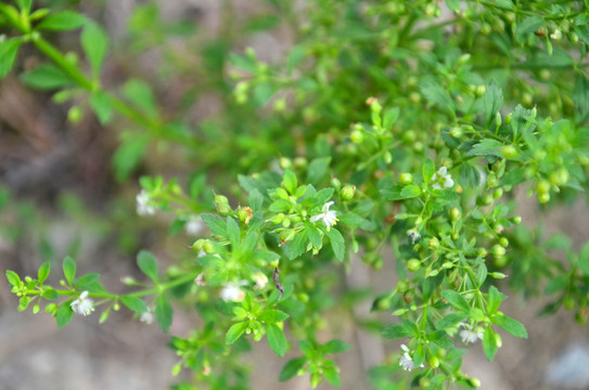 野甘草