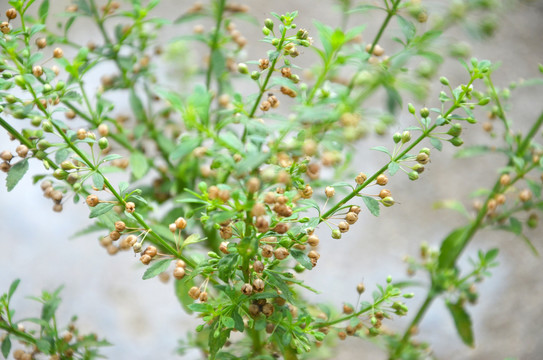 野甘草