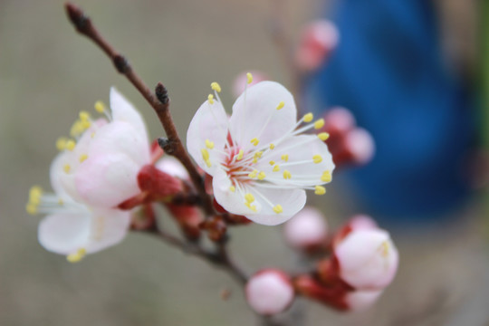 杏花花蕊