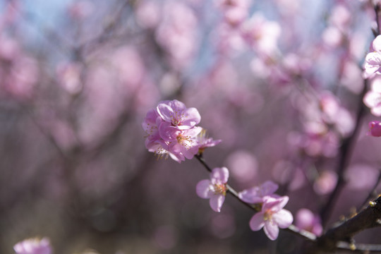 樱花