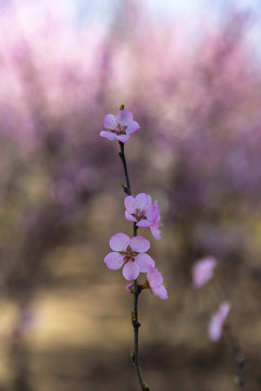 樱花花卉