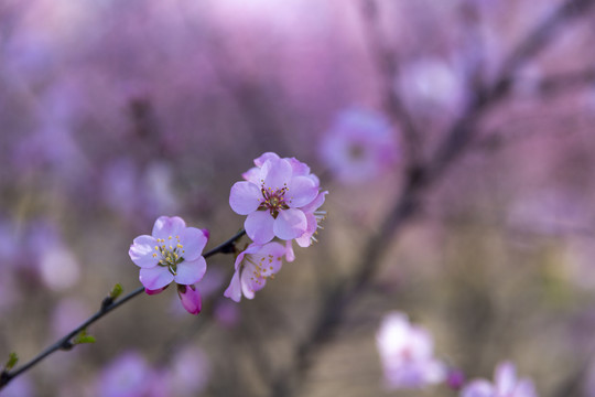 樱花花卉