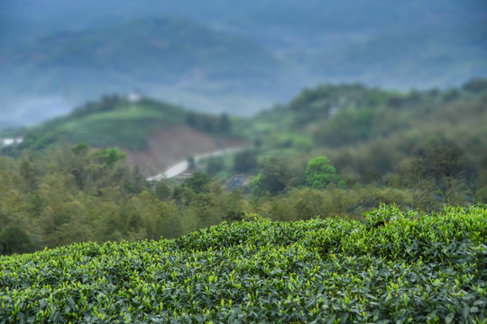 茶园茶场背景