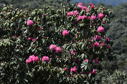 杜鹃花马缨花