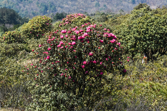 杜鹃花马缨花