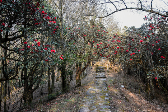 杜鹃花马缨花