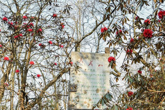 杜鹃花马缨花
