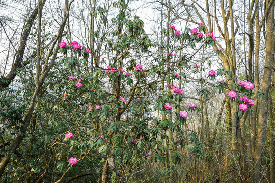 杜鹃花马缨花