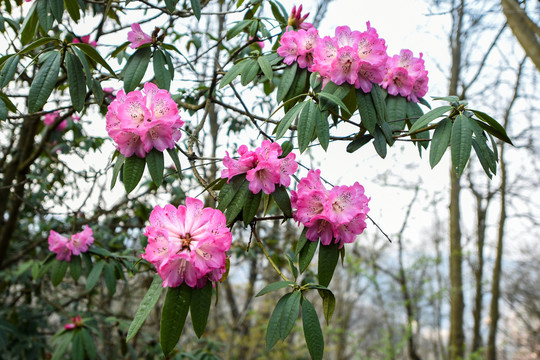 杜鹃花马缨花