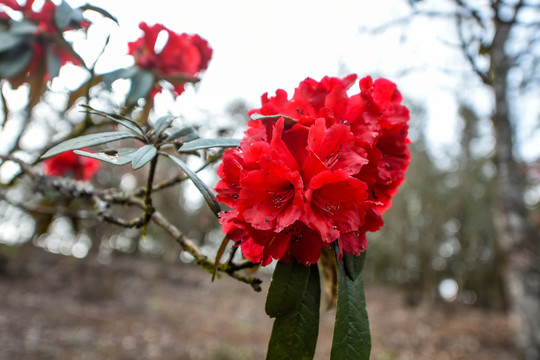 杜鹃花马缨花