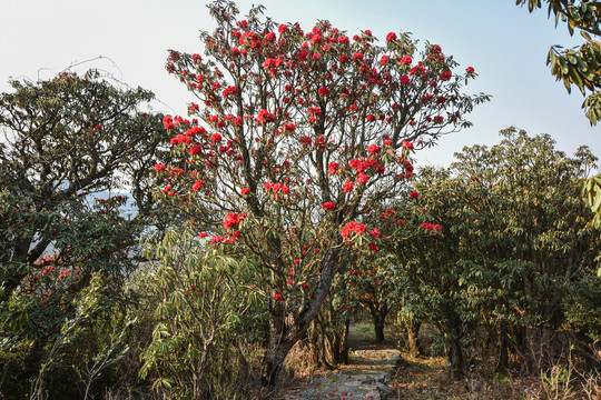 杜鹃花马缨花