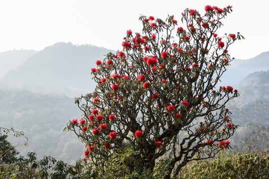 杜鹃花马缨花