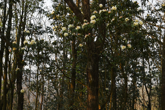 杜鹃花马缨花