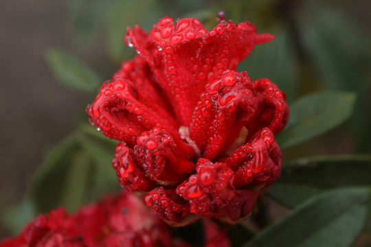 杜鹃花马缨花