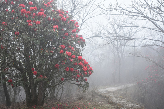 杜鹃花马缨花