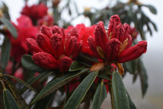 杜鹃花马缨花