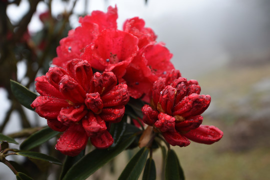 杜鹃花马缨花