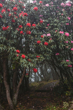 杜鹃花马缨花