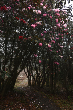 杜鹃花马缨花