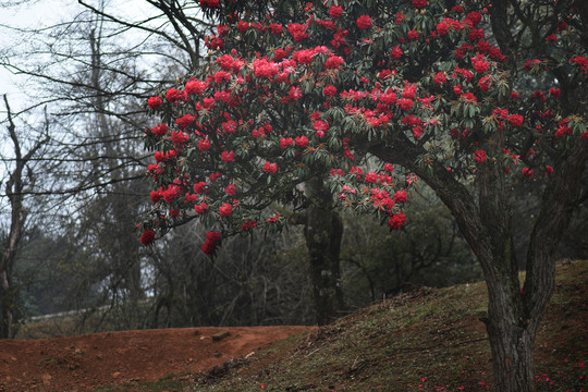 杜鹃花马缨花