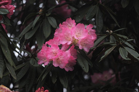 杜鹃花马缨花