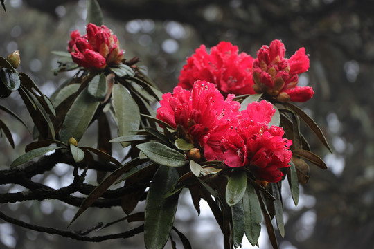 杜鹃花马缨花
