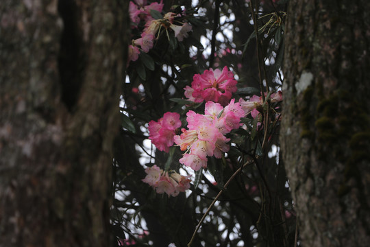 杜鹃花马缨花