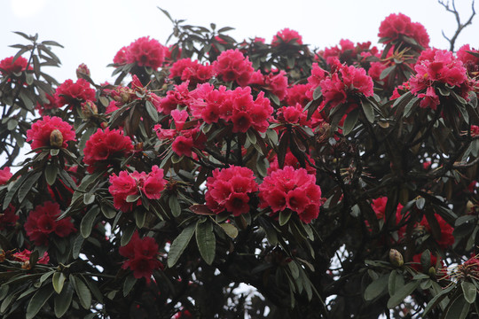 杜鹃花马缨花