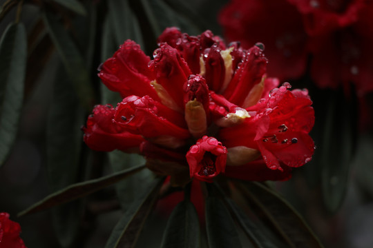 杜鹃花马缨花