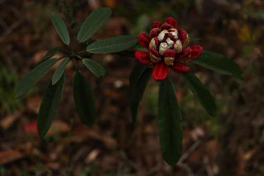 杜鹃花马缨花