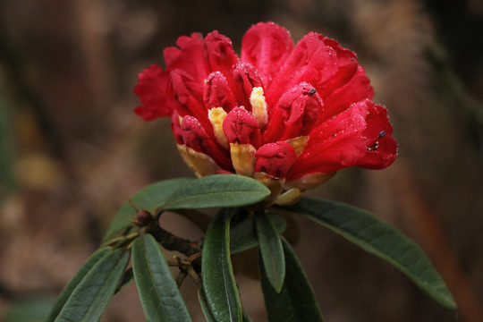 杜鹃花马缨花