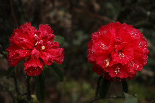 杜鹃花马缨花