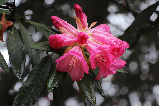杜鹃花马缨花