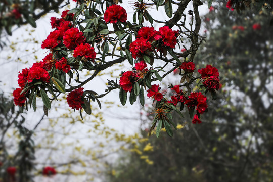 杜鹃花马缨花