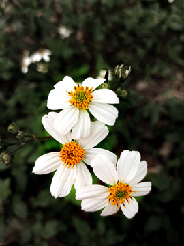三朵小白菊