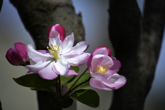 海棠花