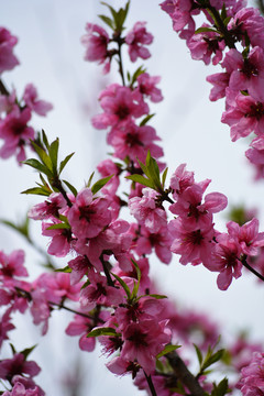 桃花