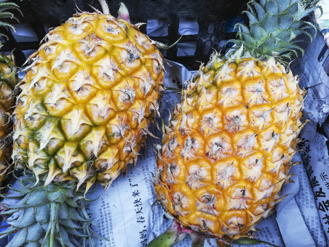 菠萝1水果