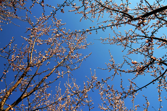 花树
