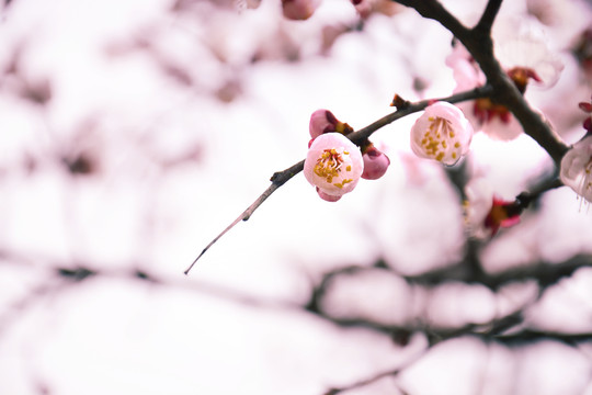 春天的花朵