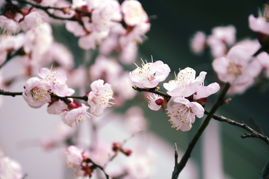 春天的花朵