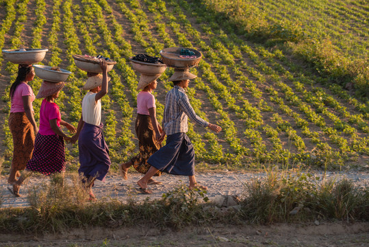 缅甸农民