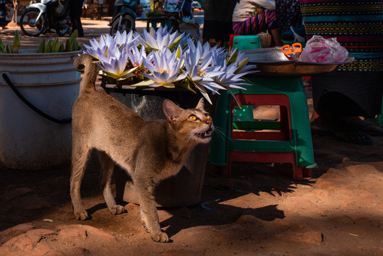 缅甸猫