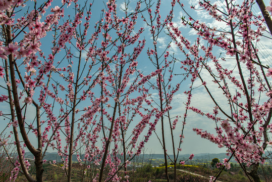 桃花素材