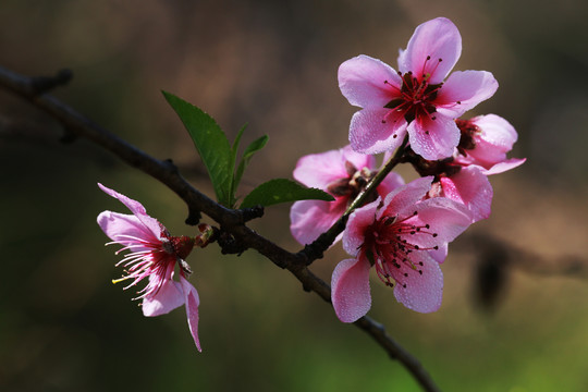 桃花