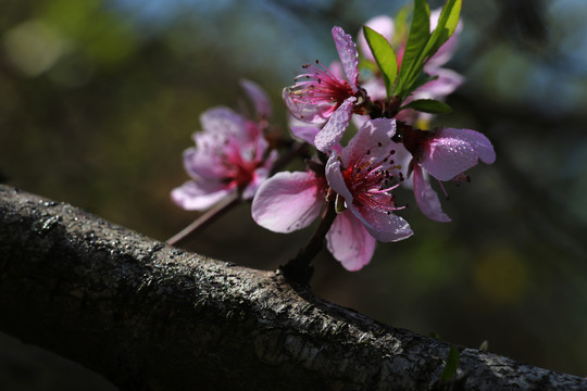 桃花