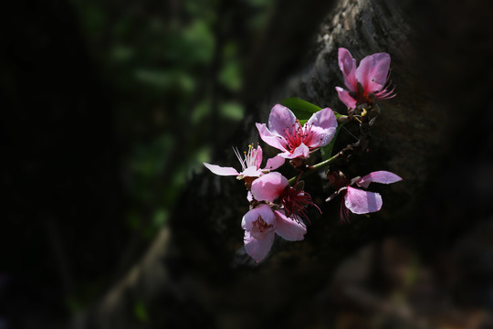 桃花