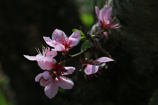 桃花烂漫